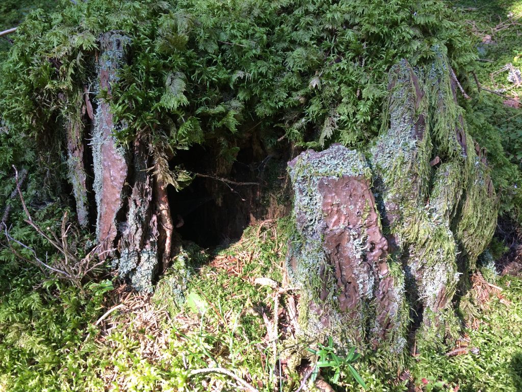 ausgehöhlter Baumstumpf