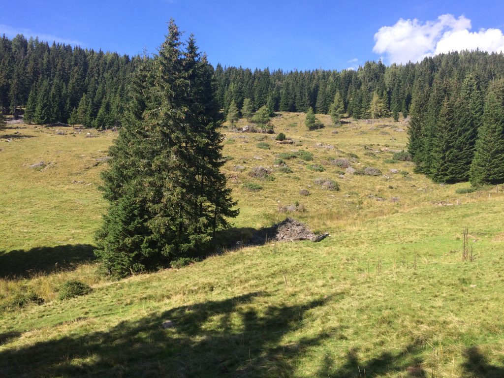 herbstliche Almwiese