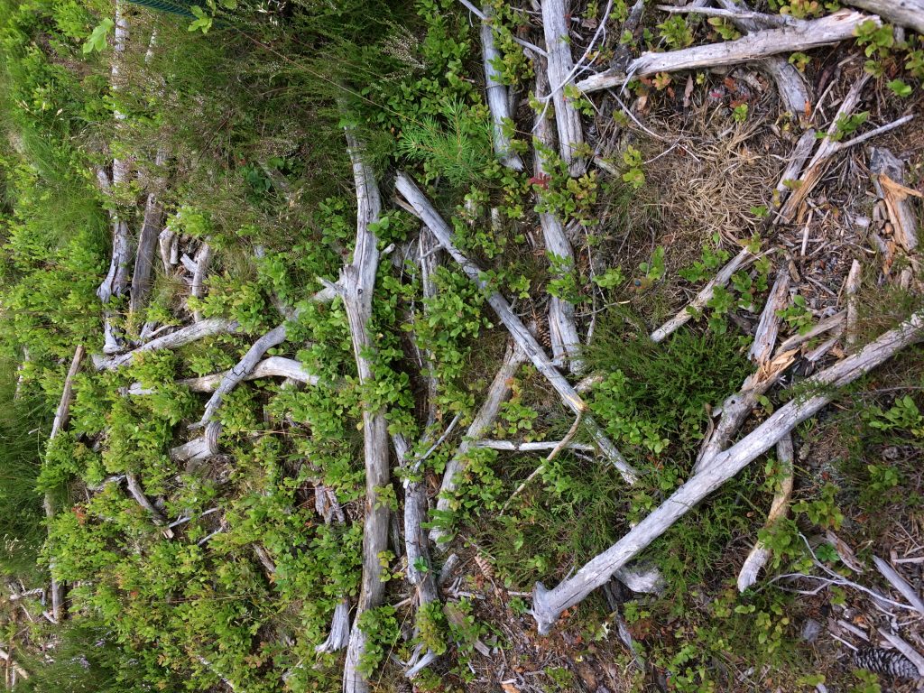 Schöne Stöcke im Wald
