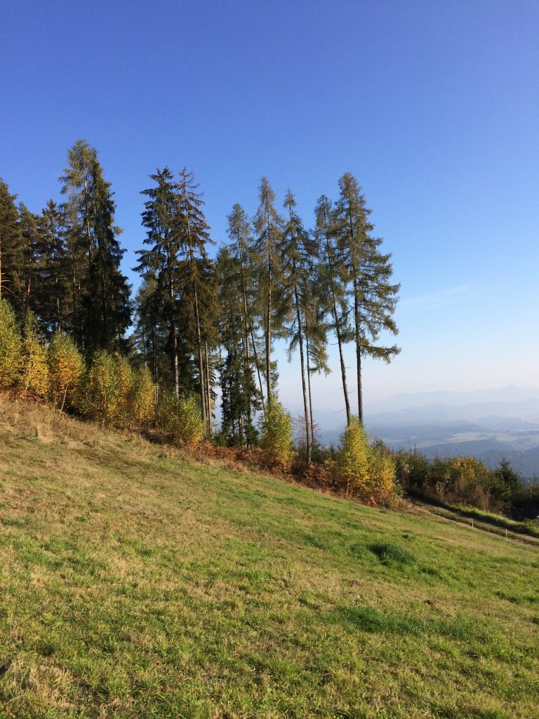 Waldrand am Berg, hohe Fichten, dahinter Ausblick aufs Tal